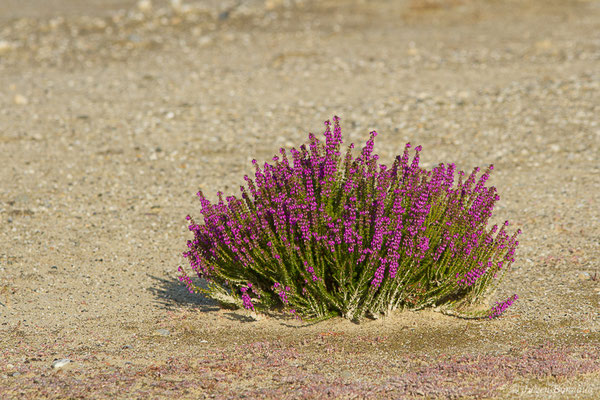 Bruyère cendrée — Erica cinerea L., 1753, (Pontonx-sur-l'Adour (40), France, le 10/06/2020)