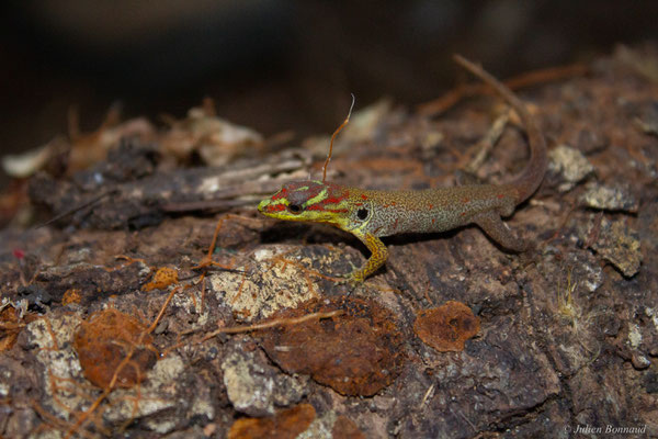Gonatode huméral — Gonatodes humeralis (Guichenot, 1855), (Montagne de Kaw, Guyane, le 02/11/2016)