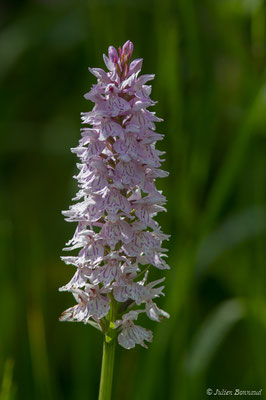 Dactylorhize tacheté — Dactylorhiza maculata (L.) Soó, 1962,