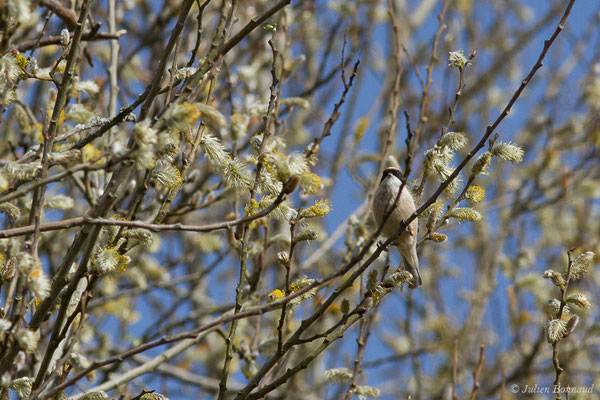 Rémiz penduline — Remiz pendulinus (Linnaeus, 1758), (Réserve ornithologique Terre d'Oiseaux, Braud-et-Saint-Louis (33), France, le 07/03/2019)