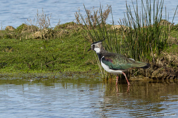 Vanneau huppé — Vanellus vanellus (Linnaeus, 1758), (Réserve ornithologique du Teich (33), France, le 15/02/2021)