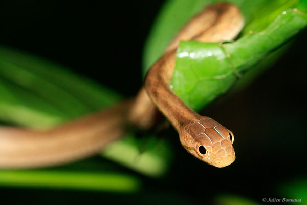 Thamnodynastes pâle — Thamnodynastes pallidus (Linnaeus, 1758), (Kaw, Guyane, le 21/06/2015)