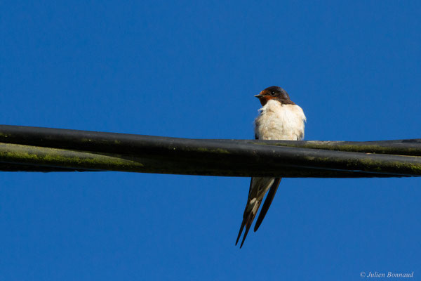 Hirondelle rustique — Hirundo rustica Linnaeus, 1758