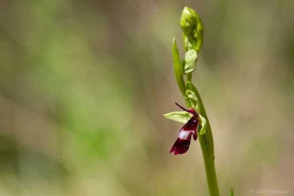 Ophrys mouche — Ophrys insectifera L., 1753