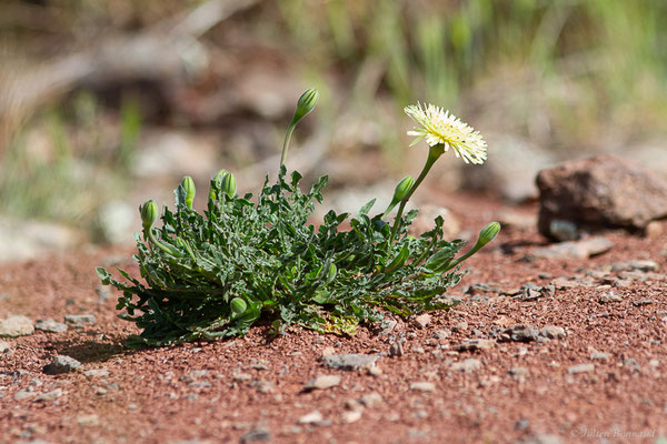 Urosperme de Daléchamps, Salsifis de Daléchamps — Urospermum dalechampii (L.) Scop. ex F.W.Schmidt, 1795, (Lac du Salagou, Clermont-l'Hérault (34), France, le 02/05/2025)