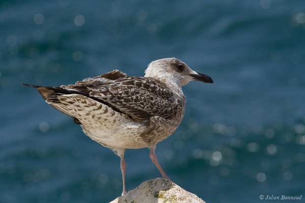 Goéland leucophée — Larus michahellis Naumann, JF, 1840, (Sagres (Vila do Bispo), Algarve (Portugal), le 29/08/2018)