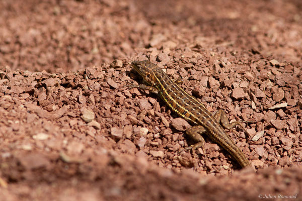 Psammodrome d'Edwards — Psammodromus edwarsianus (An. Dugès, 1829), (Lac du Salagou, Clermont-l'Hérault (34), France, le 02/05/2025)
