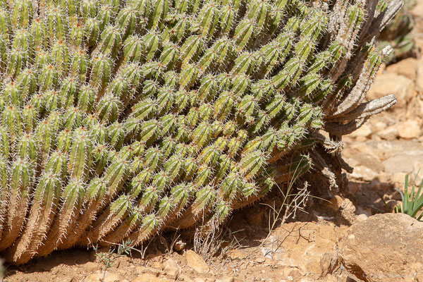 Euphorbia officinarum subsp. echinus (Hook.f. & Coss.) Vindt, (Parc national de Souss-Massa, Sidi Binzarne, Maroc, le 02/02/2023)