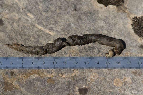 Genette commune — Genetta genetta (Linnaeus, 1758), (laissée) (Fort du Portalet, Etsaut (64), France, le 05/04/2021)