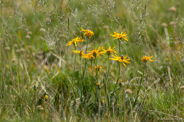 Séneçon doronic — Senecio doronicum (L.) L., 1759, (Col du Pourtalet, Laruns (64), France, le 06/07/2019)