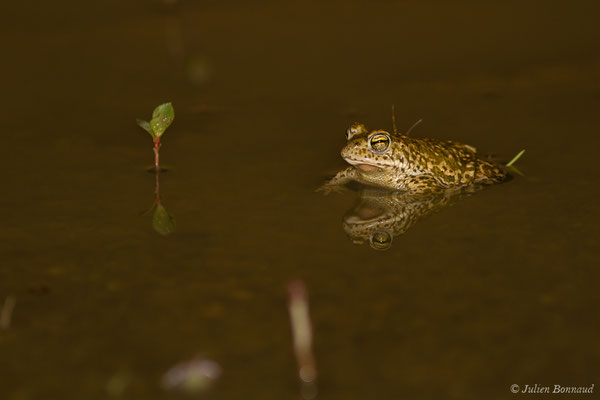 Crapaud calamite — Epidalea calamita (Laurenti, 1768)