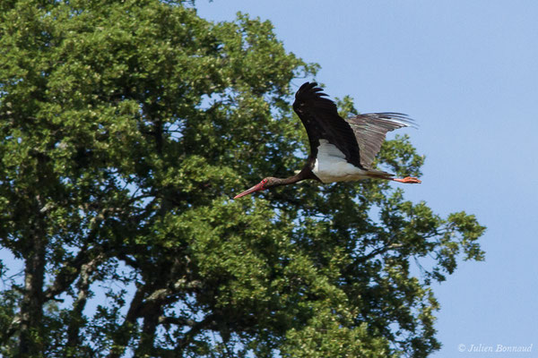 Cigogne noire — Ciconia nigra (Linnaeus, 1758), (Parc National de Monfragüe (Estrémadure), Espagne, le 12/08/2020)