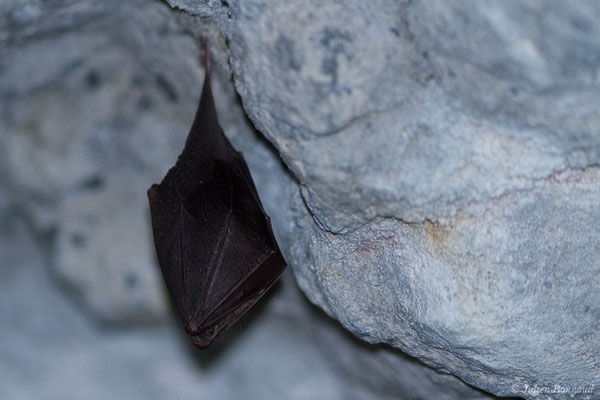 Petit rhinolophe — Rhinolophus hipposideros (Borkhausen, 1797)