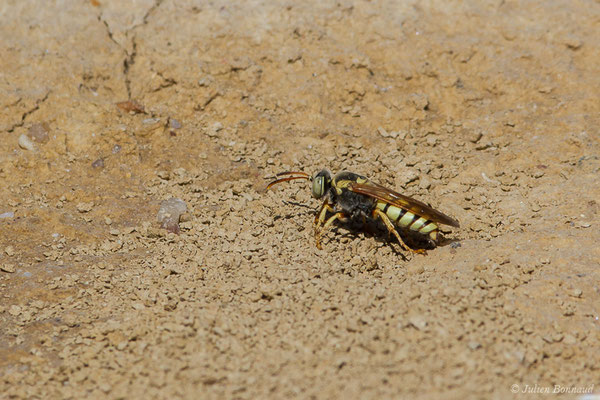 Bembex à rostre – Bembix rostrata (Linnaeus, 1758), (Reserve naturelle des Lagunes de Villafáfila (Castille-et-León), Espagne, le 01/08/2020)