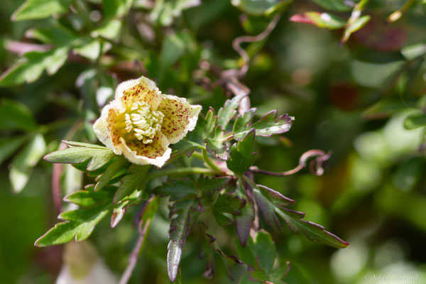 Clématite à vrilles — Clematis cirrosa L.