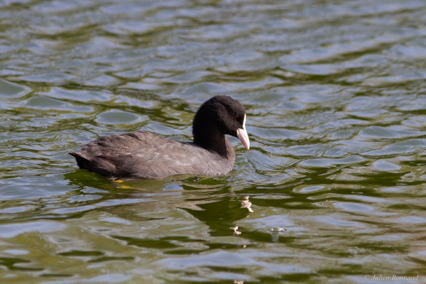 Foulque macroule — Fulica atra Linnaeus, 1758, (Parc écologique de Plaiaundi, Irun (Pays basque), Espagne, le 11/11/2025)