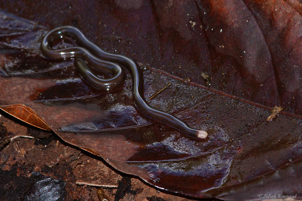 Typhlophide écailleux — Typhlophis squamosus (Schlegel, 1839), (Chutes Voltaire, Saint-Laurent-du-Maroni, Guyane, le 22/07/2017)
