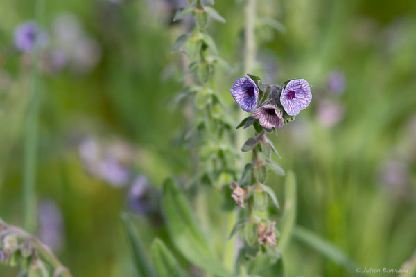 Cynoglosse de Crète — Cynoglossum creticum Mill., 1768, (Mireval (34), France, le 02/05/2025)