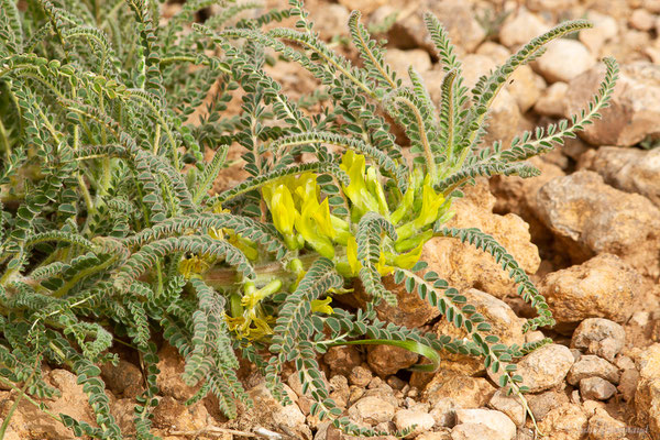 Astragale sans tige — Astragalus exscapus L., 1771, (Douar Draoua (Marrakech-Tensift -Al Haouz), Maroc, le 19/02/2023)
