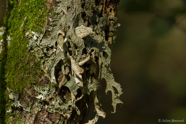 Lichen pulmonaire (Lobaria pulmonaria) (Bedous (64), France, le 21/10/2020)