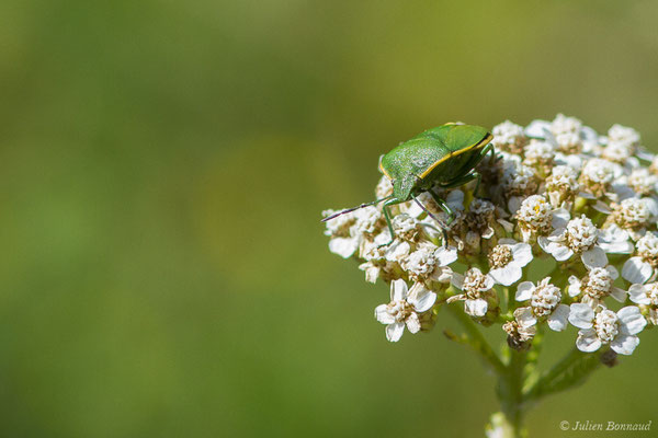 Chlorochroa juniperina (Linnaeus, 1758), (Laruns (64), France, le 03/08/2019)