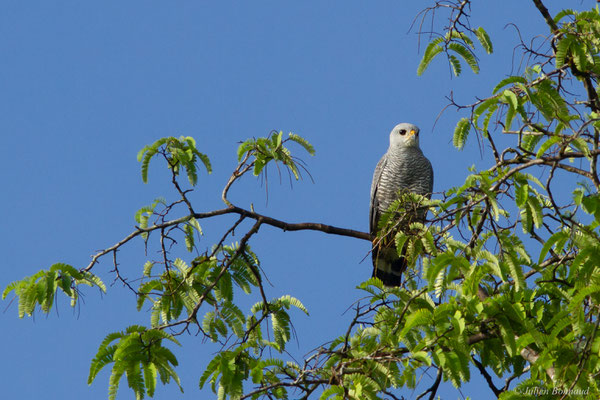 Buse cendrée — Buteo nitidus (Latham, 1790), (adulte), (Citron, Saint-Laurent-du-Maroni, Guyane, le 24/01/2017)