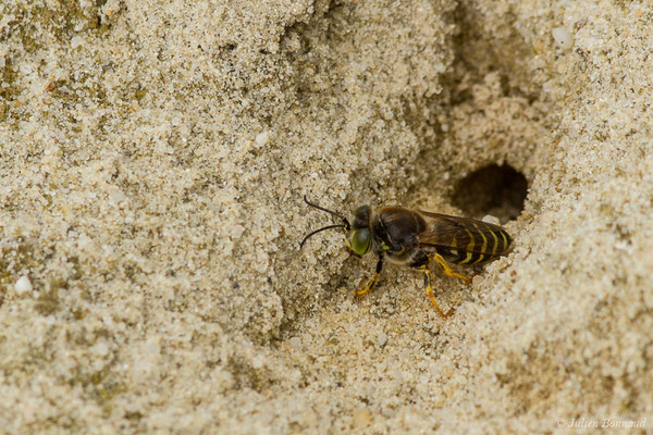 Bembex à rostre – Bembix rostrata (Linnaeus, 1758), (Ponton-sur-l'Adour (40), France, le 10/06/2020)