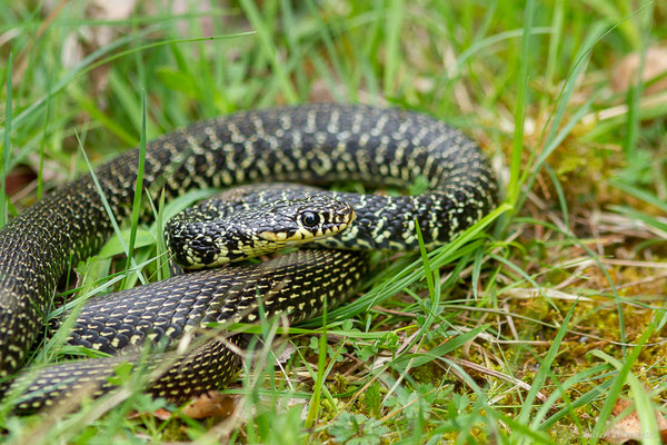 Couleuvre verte et jaune — Hierophis viridiflavus (Lacepède, 1789)