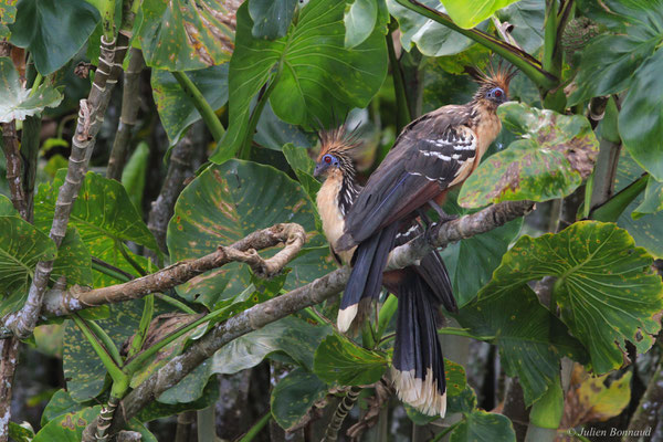 Hoazin huppé — Opisthocomus hoazin (Statius Müller, 1776), (Réserve naturelle nationale des marais de Kaw-Roura, Guyane, le 24/01/2016)