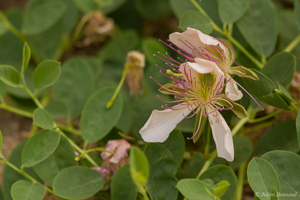 Câprier épineux (Capparis spinosa) (Cordou (Andalousie), Espagne, le 09/08/2020)