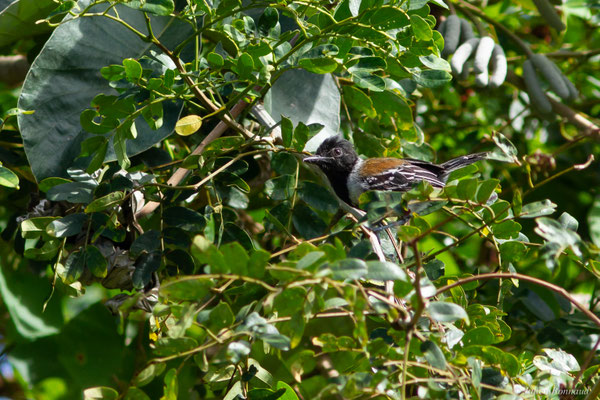 Batara huppé — Sakesphorus canadensis (Linnaeus, 1766), (Mana, Guyane, le 19/08/2016)