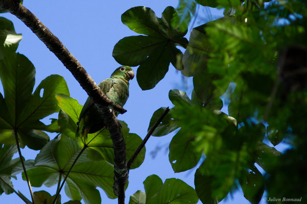 Amazone poudrée — Amazona farinosa (Boddaert, 1783), (Citron, Saint-Laurent-du-Maroni, Guyane, le 05/07/2017)