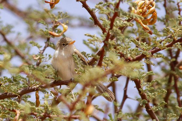 Hypolaïs obscure — Iduna opaca (Cabanis, 1850), (Msseyed (Guelmim-Oued Noun), Maroc, le 29/03/2024)