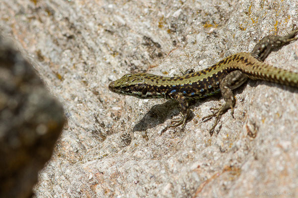 Lézard de Galan — Iberolacerta galani Arribas, Carranza & Odierna, 2006, (Parc naturel du lac de Sanabria (Zamora), Espagne), le 06/07/2022)