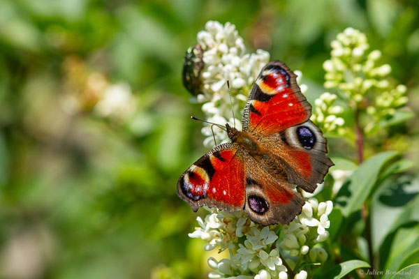 Paon du jour — Aglais io (Linnaeus, 1758), (Fort du Portalet, Etsaut (64), France, le 23/06/2023)