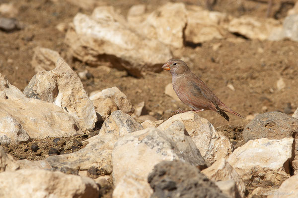 Roselin githagine — Bucanetes githagineus (Lichtenstein, 1823), (Tindaya, Fuerteventura, (Iles Canaries, Espagne), le 13/02/2022)