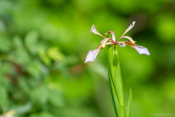 Iris fétide – Iris foetidissima L., 1753, (Lons (64), France, le 25/05/2022)