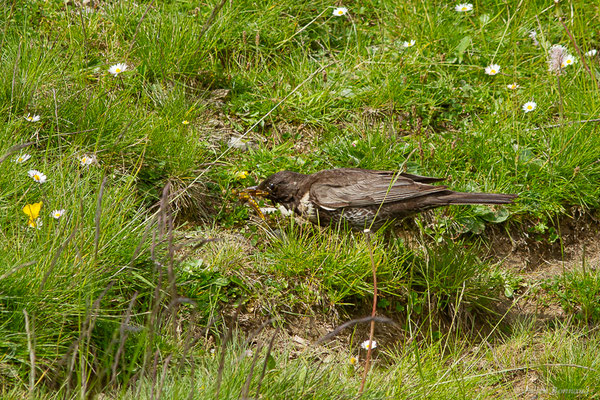 Merle à plastron — Turdus torquatus Linnaeus, 1758, (Station de ski de La Pierre Saint-Martin, Arette (64), France, le 06/07/2023)