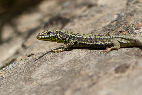 Lézard des murailles — Podarcis muralis (Laurenti, 1768)