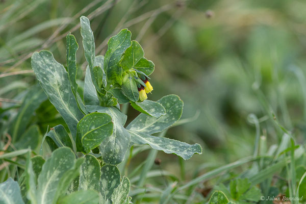 Grand Mélinet — Cerinthe major L., 1753, (Parc nature du Plan, La Garde (83), France, le 01/02/2021)