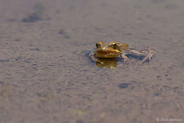 Grenouille rousse — Rana temporaria Linnaeus, 1758