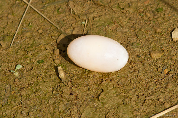Trachémyde à tempes rouges ou Tortue de Floride — Trachemys scripta elegans (Wied, 1839)