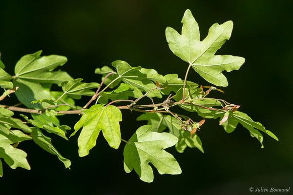Érable champêtre — Acer campestre L., 1753, (Loubieng (64), France, le 29/04/2020)