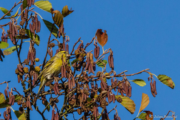 Tarin des aulnes — Spinus spinus (Linnaeus, 1758), (Pontivy (56), France, le 08/11/2017)