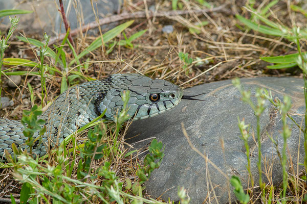 Couleuvre astreptophore — Natrix astreptophora (Seoane, 1884), (femelle adulte) (Mourenx (64), France, le 15/06/2023)