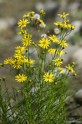 Séneçon sud-africain — Senecio inaequidens DC., 1838