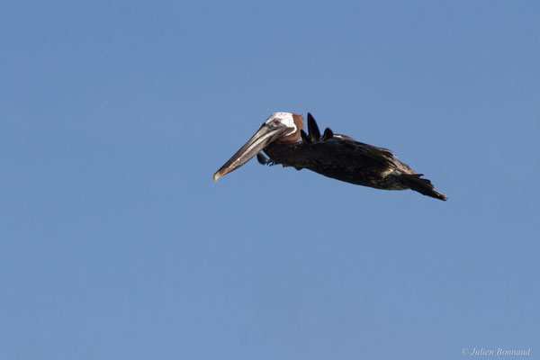 Pélican brun — Pelecanus occidentalis Linnaeus, 1766, (Saint-Anne, Guadeloupe, le 15/05/2016)