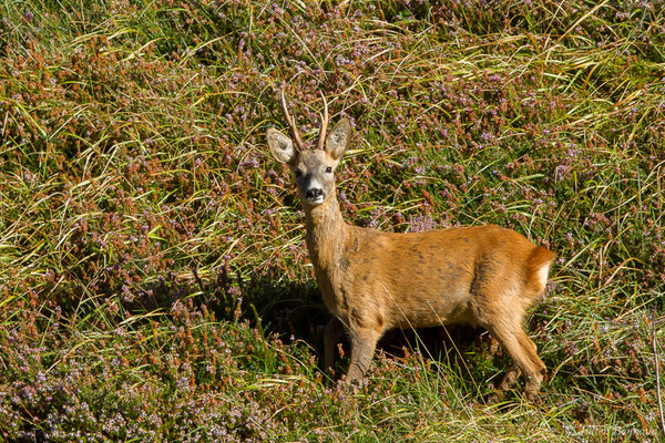 Chevreuil européen – Capreolus capreolus (Linnaeus, 1758), (Station de ski de Gourette, Eaux-Bonnes (64), France, le 17/09/2021)