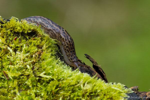 Limace léopard — Limax maximus Linnaeus, 1758