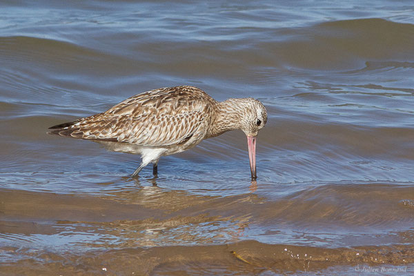 Barge rousse — Limosa lapponica (Linnaeus, 1758), (Parc national de Khenifiss (Laâyoune-Sakia El Hamra), le 06/02/2024)